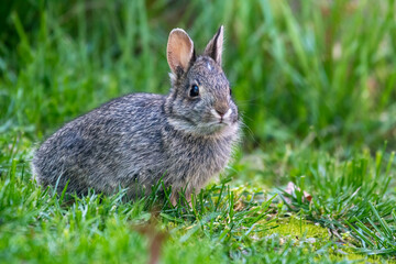 Fototapeta premium A cottontail rabbit (Sylvilagus) sitting in the grass in Kansas.