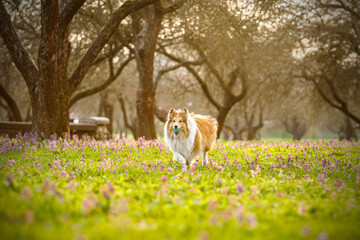 Shetland sheepdog running and playing wirh a ball in sunset park.