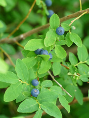 Wild blueberries with ripe blue fruit on stem with green leaves in Canada