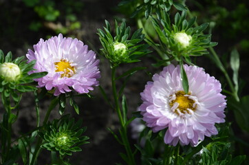 Obraz premium asters in the garden