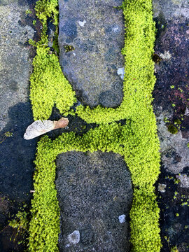 Letter 'H' in moss between tiles 