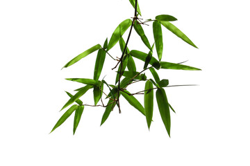 Green bamboo leaves isolated on white background