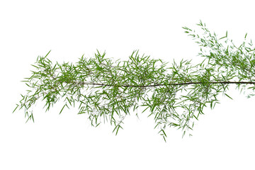 Green bamboo leaves isolated on white background