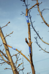 inoculating trees with insulating tape in spring close-up. orchard care. Plant cultivation. Branches without leaves
