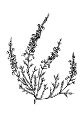 Hand sketched heather illustrations. Vintage summer florals drawing. Traditional plant of Scotland. Botanical elements in engraved style. Heather flowers.