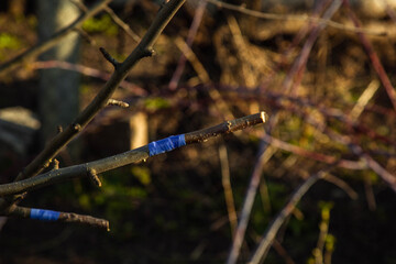 inoculating trees with insulating tape in spring close-up. orchard care. Plant cultivation. Branches without leaves