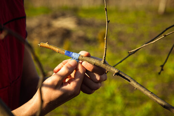 Obraz premium inoculating trees with insulating tape in spring close-up. orchard care. Plant cultivation. Branches without leaves