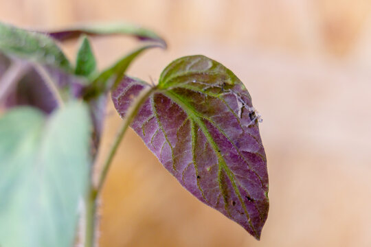 Tomato seedling leaves turning purple indicating a phosphorus deficiency. Selective focus, background blur and foreground blur
