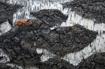 Black and white wooden texture background of birch, willow. Horizontal top view