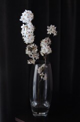 Spring apple blossom flowers in vase on dark background. Home minimalism decor