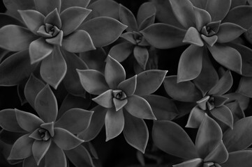 Succulent plant background. Total black. Black colour monochrome