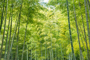 Fototapeta na wymiar 瑞々しい新緑の竹林