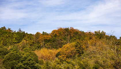 美しく紅葉した山