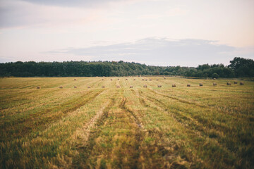 Beautiful haystacks in evening summer field, landscape. Harvesting and farming. Hay bales scenery
