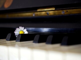 Small daisy (focused) lying on piano keyboard (unfocused)