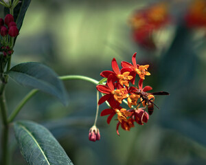 red and yellow flowers with wasp