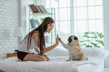 Cute dog Pug breed giving paw high five owner with love feeling so happiness and comfortable,Pretty...