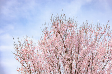 ピンク色の花びらが綺麗な桜の花