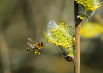 the bee is flying, bee collects pollen. willow branch with yellow spring flowers. delicate willow flowers in spring. Active work of bees to collect pollen. lot of pollen and nectar. close-up