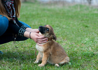 red puppy. Woman is stroking dog, sitting on green grass. Happy pet in the nature. spring mood. cute dog on the walks on a outdoors. concepts of friendship, care, veterinary medicine. domestic animal