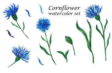 Watercolor set of knapweed flowers. Blue cornflowers.