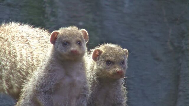 Two Mongooses