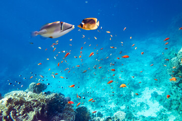Yellow butterfly fish and picasso fish on a coral reef