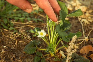 young growing strawberry close-up on the ground in the garden. Flower berry macro