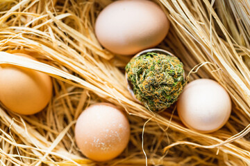 Support Marijuana Legalization - Normalize Pot Use- Big Cannabis Bud in Egg Shell