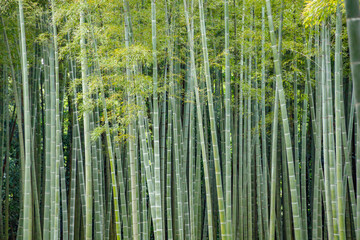 瑞々しい新緑の竹林