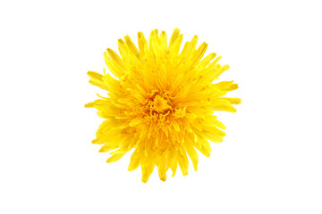 Yellow flower dandelion head isolated on white background