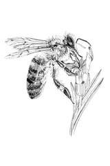 Hand drawn bee on flower, sketch graphics monochrome illustration on white background