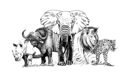 Big african five animal. Hand drawn illustration - 430170354
