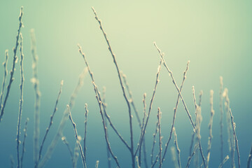 Frosted trees with yellow leaves on the shore of lake in misty morning. Macro image, shallow depth of field. Vintage filter.  Blurred nature background