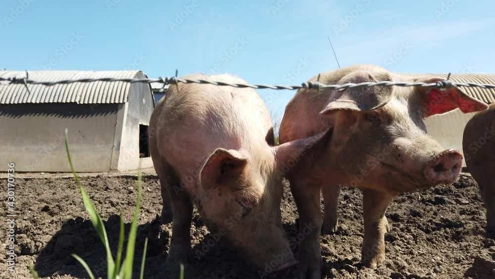 Poster Agriculture porcs cochon elevage viande bio plein air Wallonie Belgique