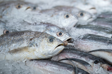 Group of freah raw fish which is place on ice, selling at local fish market. Seafood cooking material photo, close-up and selective focus at the fish eye.