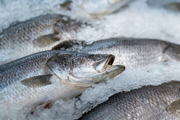 Group of freah raw fish which is place on ice, selling at local fish market. Seafood cooking material photo, close-up and selective focus at the fish eye.