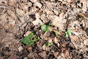 In early spring, the first green leaves of the plant are among the old leaves on the ground.