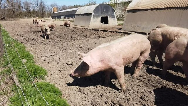 Agriculture porcs cochon elevage viande bio plein air Wallonie Belgique