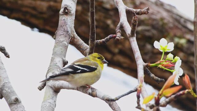 American goldfinch bird perched on a pear tree with blossoms