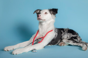 Border collie puppy with a stethoscope on his neck isolated on a blue background