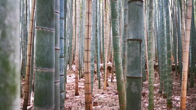 Inside a bamboo forest in Kyoto, Japan