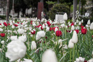Flowerbed with white and red flowers in the old town Canton Bern, Switzerland