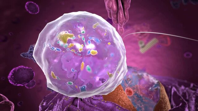 Specialized subunit called organelle inside Eukaryote, focus on a vacuole