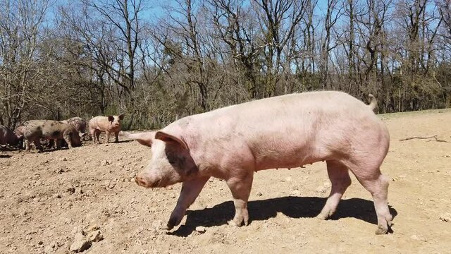 Agriculture porcs cochon elevage viande bio plein air Wallonie Belgique
