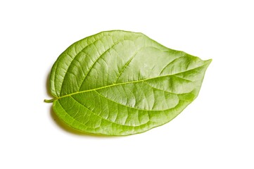 Obraz premium fresh green Combretum indicum leaves on white background