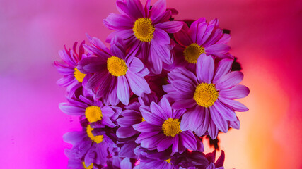 flowers shot in neon light. pre-owned photo.