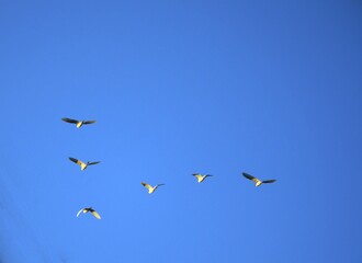 Wide shot of birds flying in formations in the blue skies