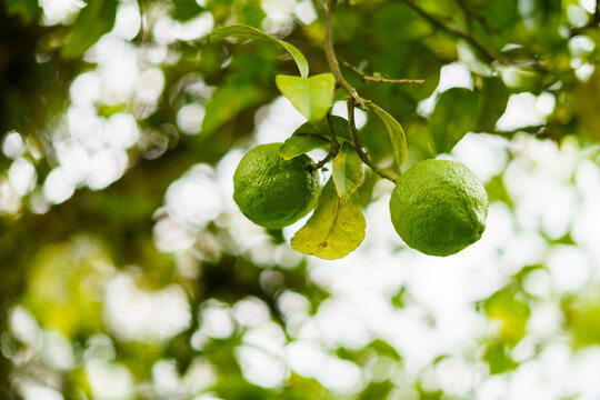 Limones Verdes En La Rama De Un árbol 