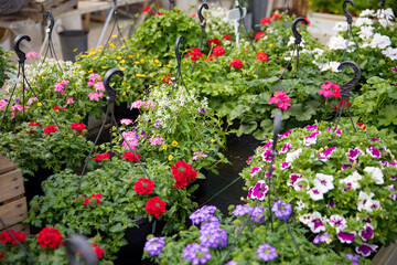 Fototapeta na wymiar Various flowers in pots for hanging in a flower shop. Beautiful flowers in a nursery. 